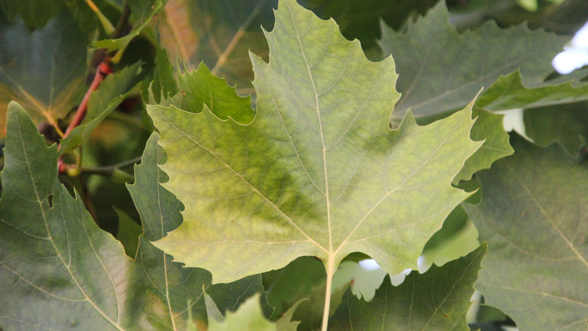 Platanus x hispanica 'Tremonia' leaves