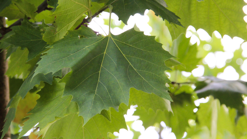 Platanus x hispanica 'Tremonia' leaves