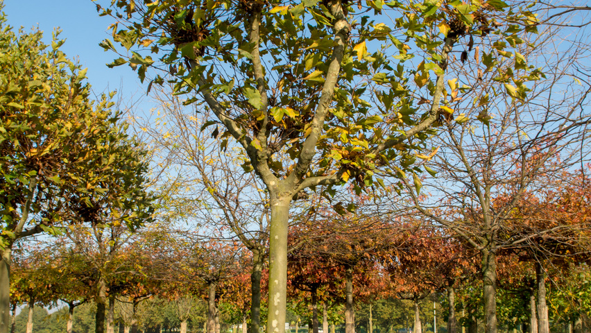 Platanus x hispanica évasée