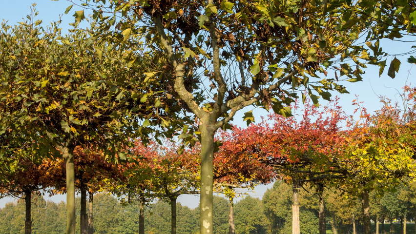 Platanus x hispanica évasée