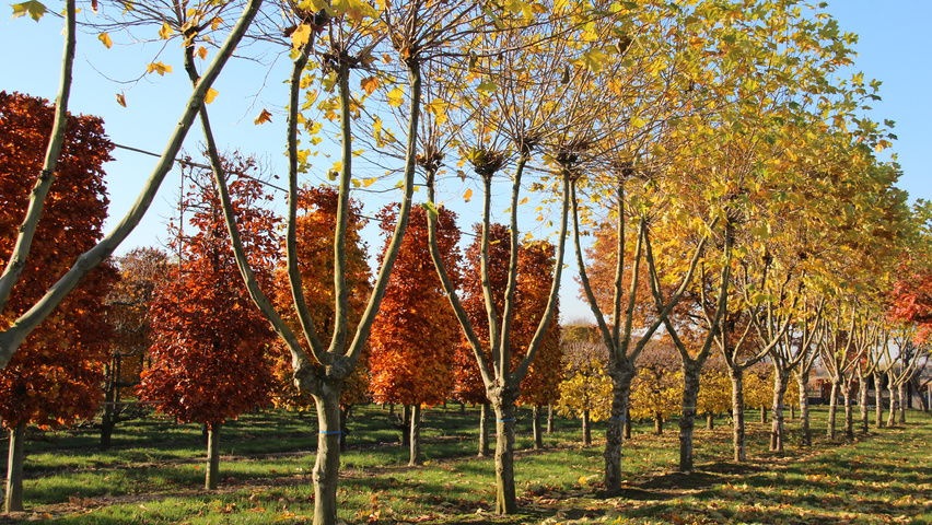 Platanus x hispanica évasée