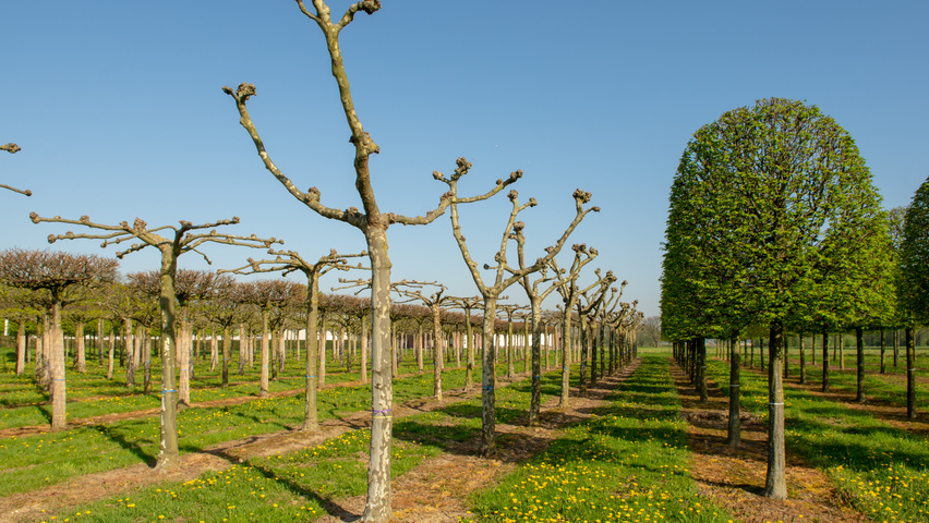 Platanus x hispanica évasée