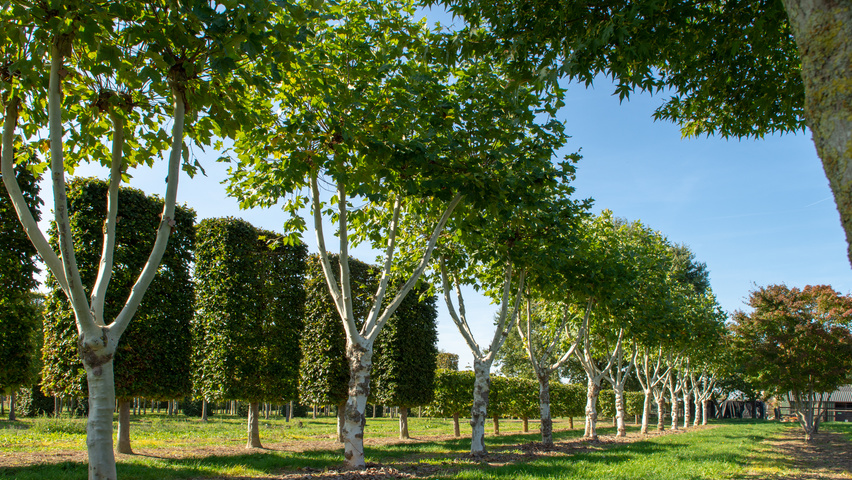 Platanus x hispanica évasée