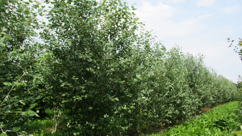 Populus x canescens 'De Moffart' wielopniowy