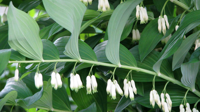 Polygonatum multiflorum flowers