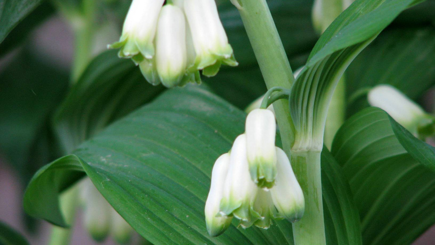 Polygonatum multiflorum flowers