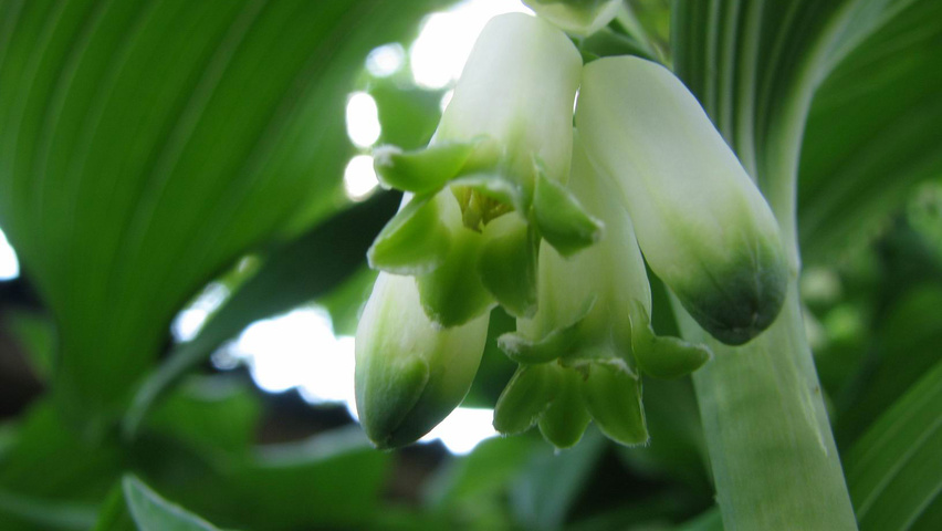 Polygonatum multiflorum flowers