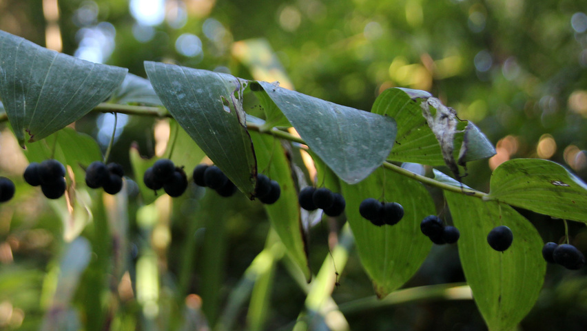 Polygonatum multiflorum fruits