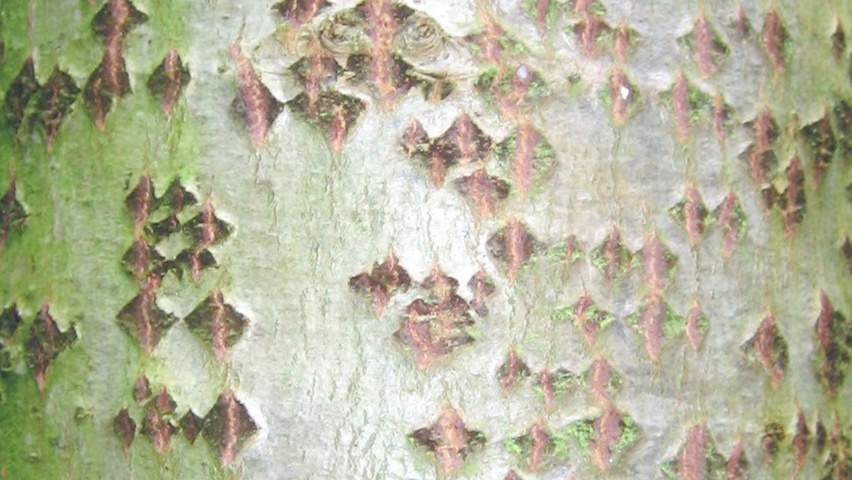 Populus alba tronc