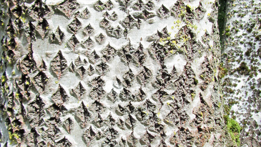 Populus alba tronc