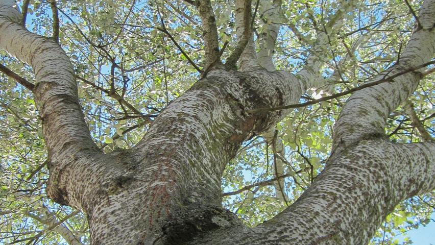Populus alba tronc