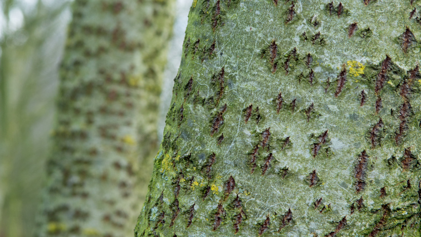 Populus alba tronc