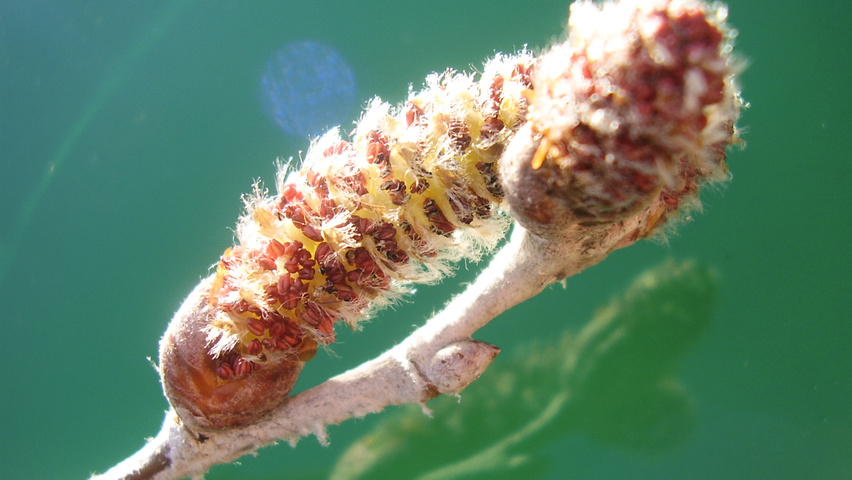 Populus alba fleurs