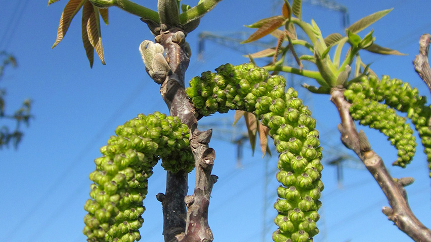 Populus alba fleurs