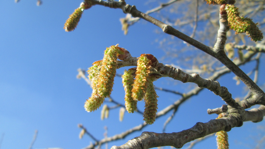 Populus alba fleurs