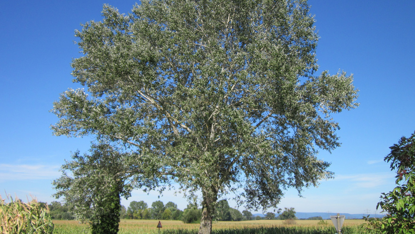 Populus alba haute tige