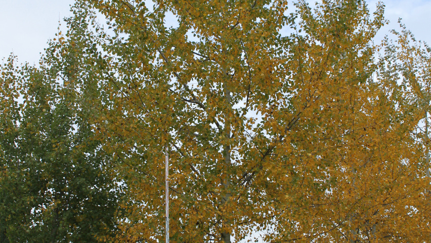 Populus alba haute tige