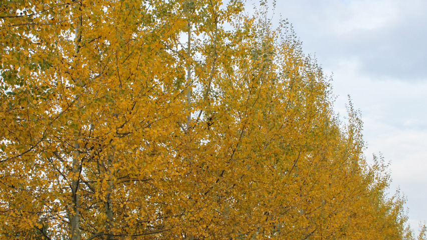 Populus alba haute tige