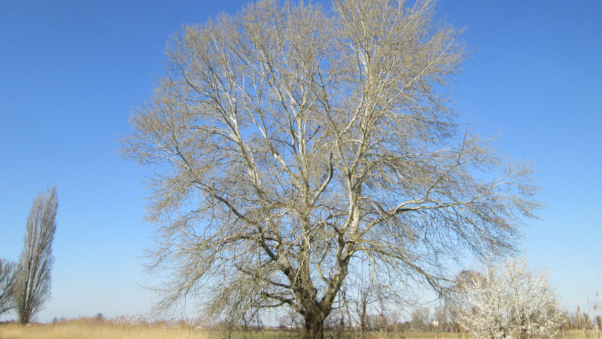 Populus alba haute tige
