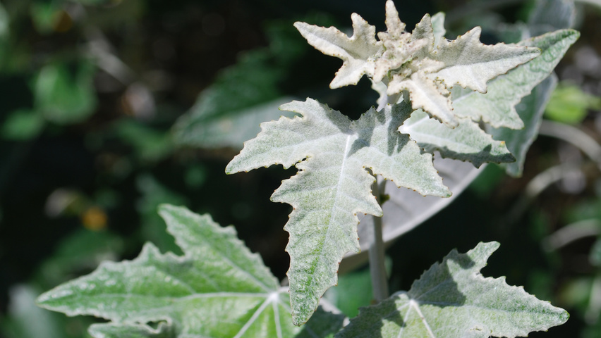Populus alba Feuilles