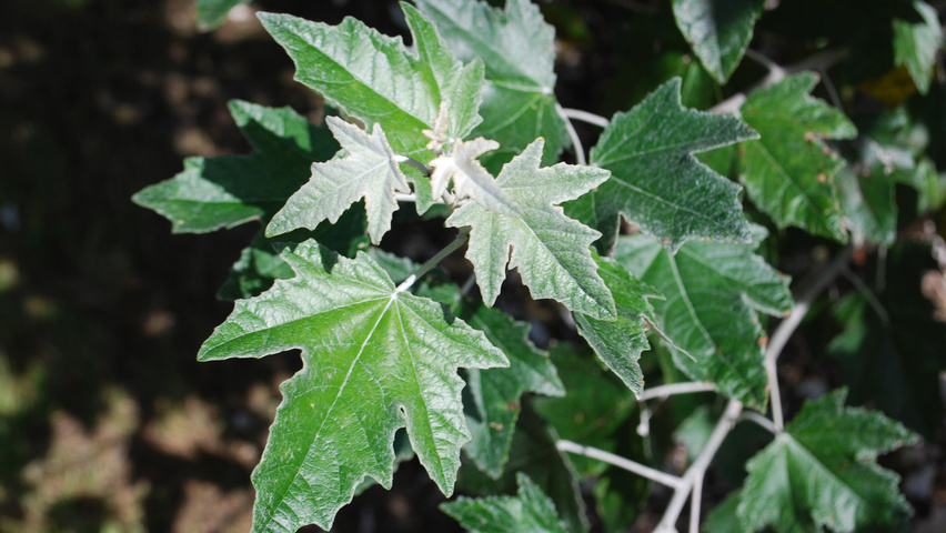 Populus alba Feuilles