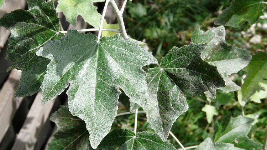 Populus alba Feuilles