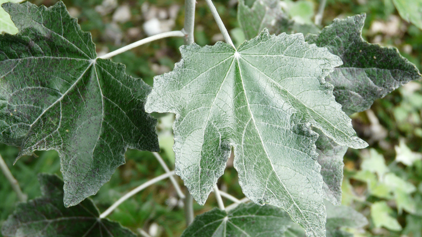 Populus alba Feuilles