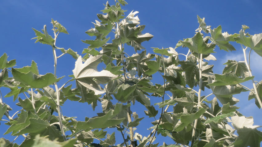 Populus alba Feuilles