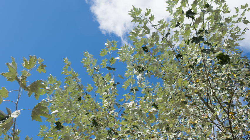 Populus alba Feuilles