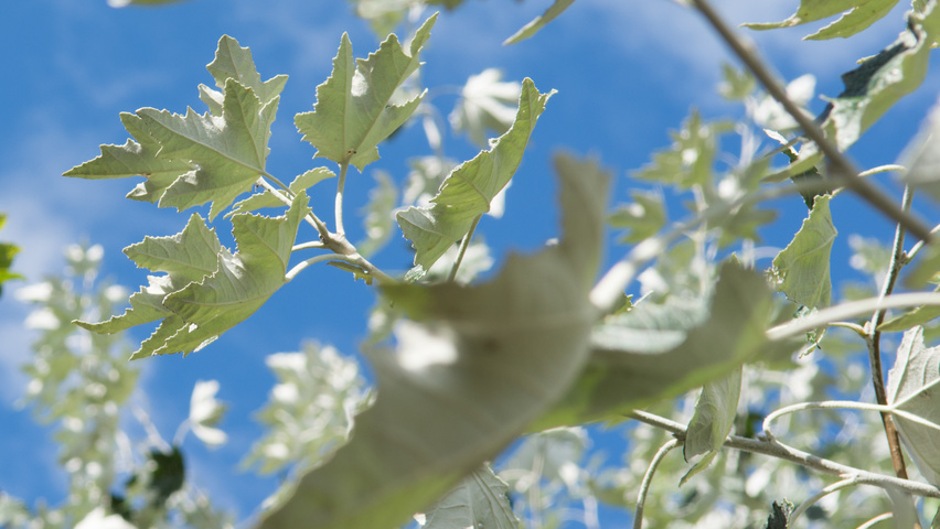 Populus alba Feuilles