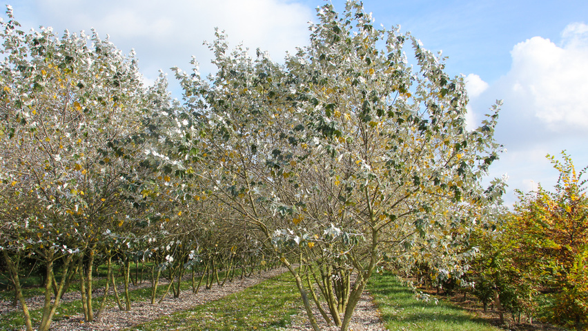 Populus alba multi-troncs
