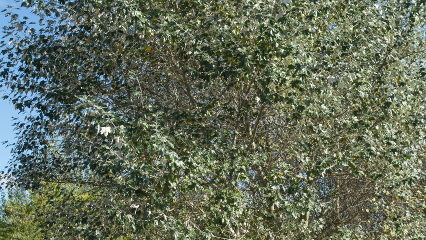 Populus alba multi-troncs
