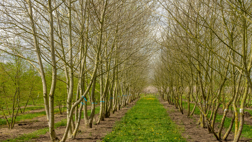 Populus alba multi-troncs