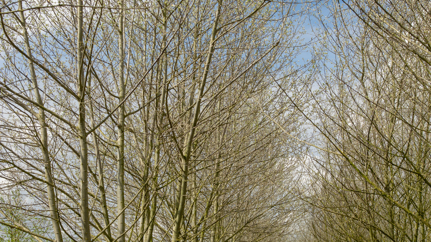 Populus alba multi-troncs