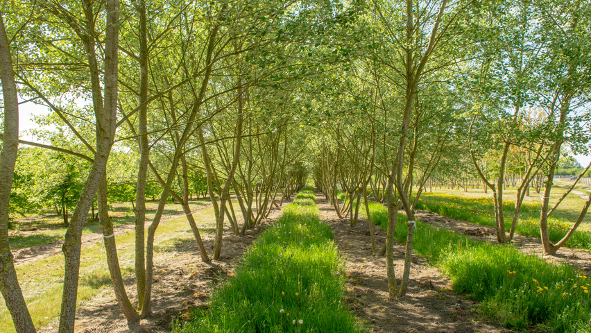 Populus alba multi-troncs