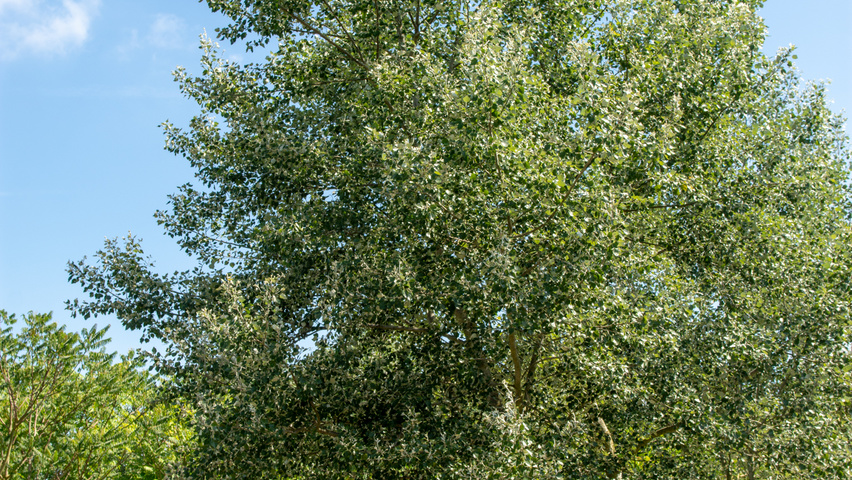 Populus alba multi-troncs