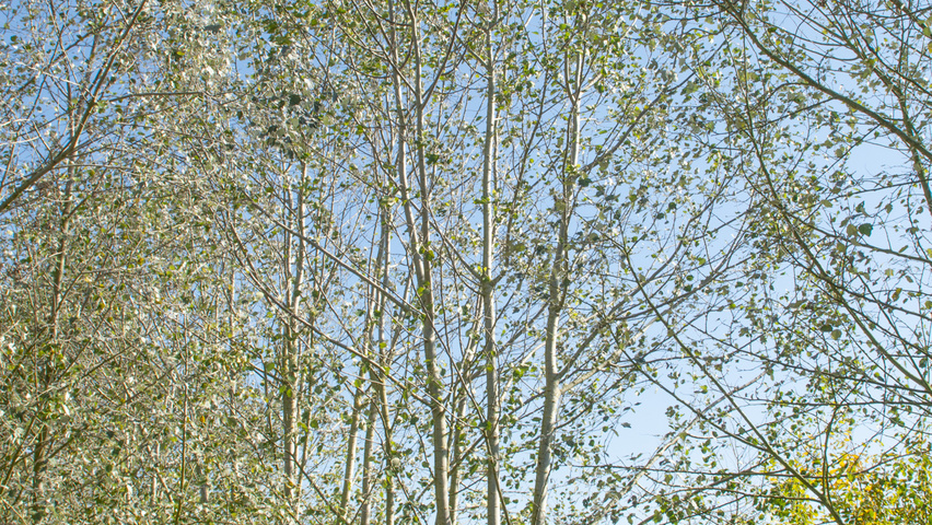 Populus alba multi-troncs
