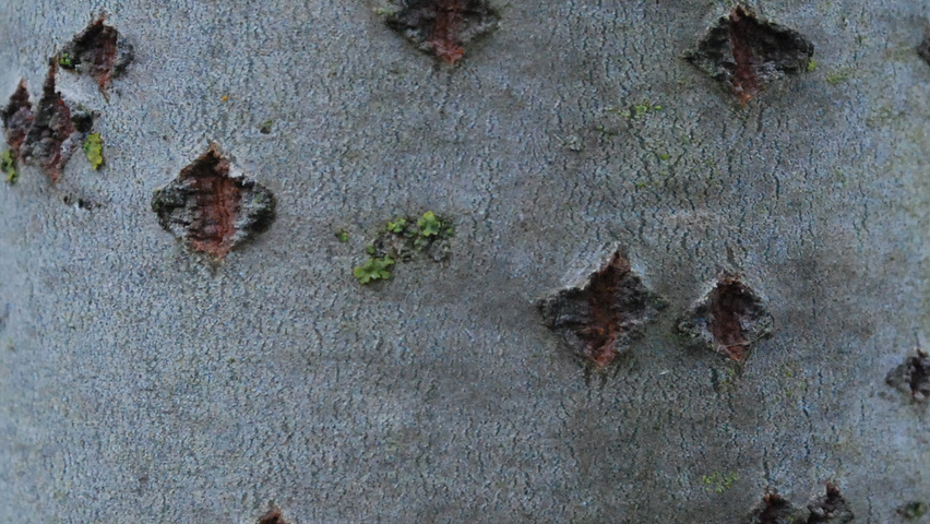 Populus alba 'Nivea' bast