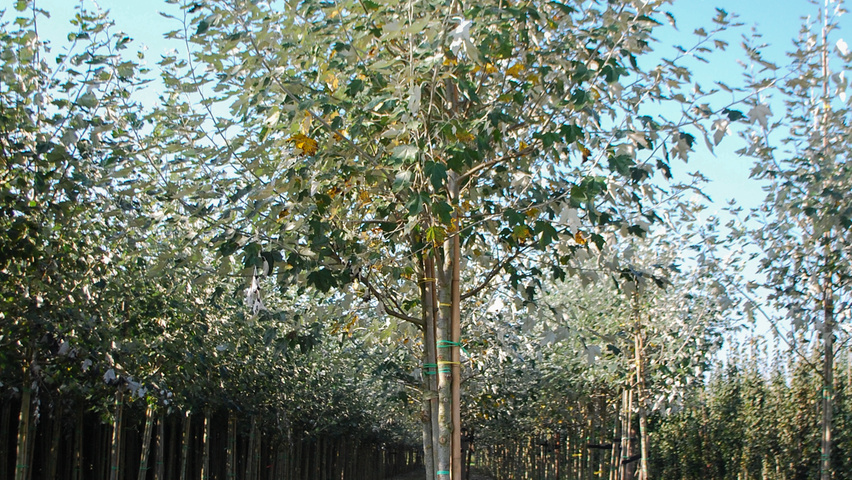 Populus alba 'Nivea' hoogstam