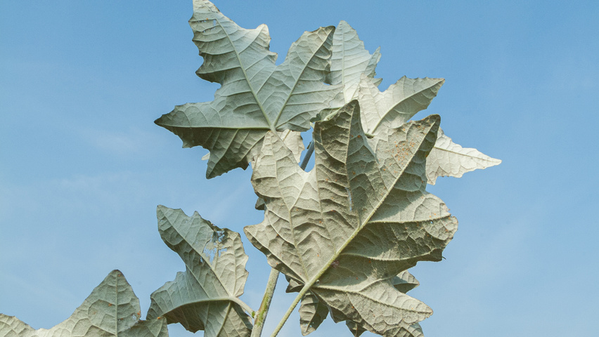 Populus alba 'Nivea' blad