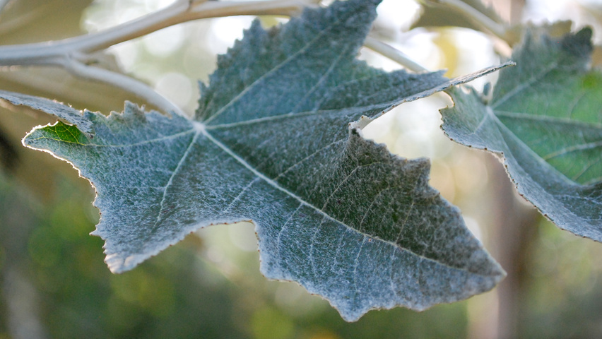 Populus alba 'Nivea' blad