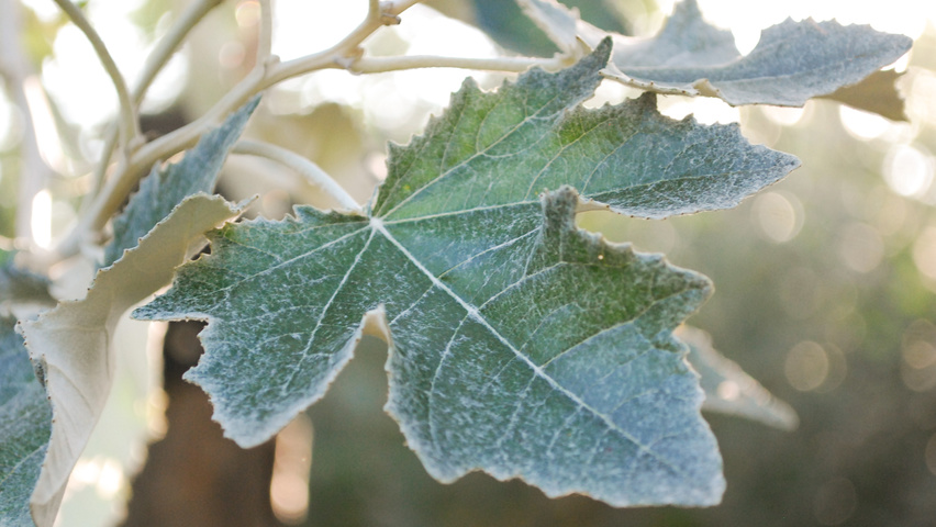 Populus alba 'Nivea' blad