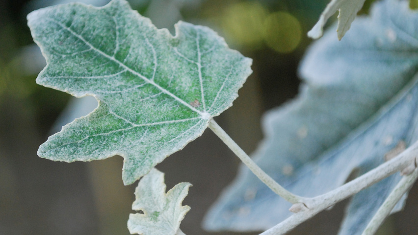 Populus alba 'Nivea' blad