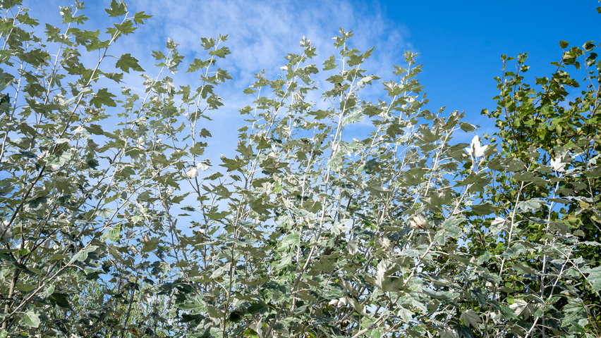 Populus alba 'Nivea' blad