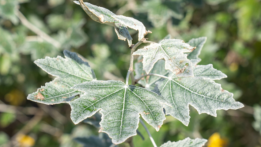 Populus alba 'Nivea' blad