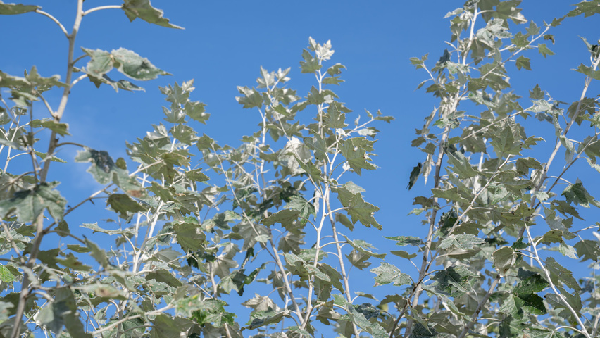 Populus alba 'Nivea' blad