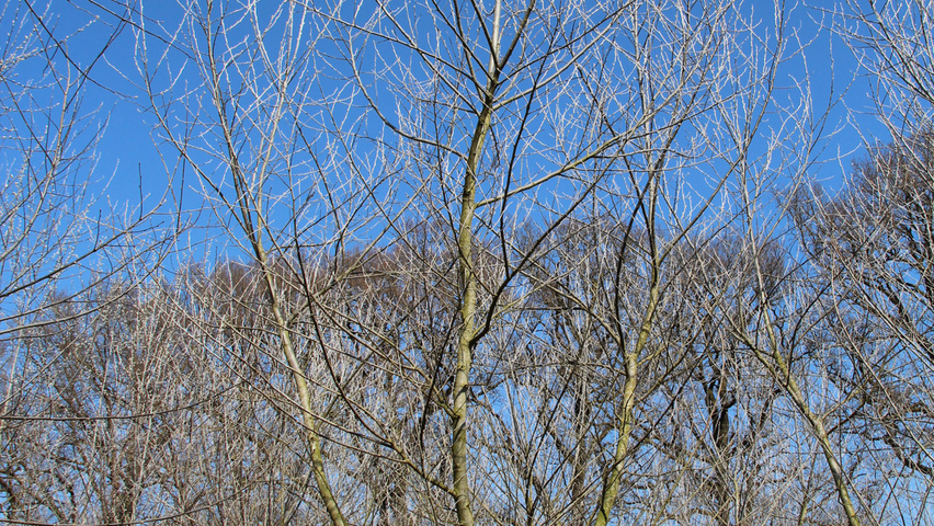 Populus alba 'Nivea' meerstammig