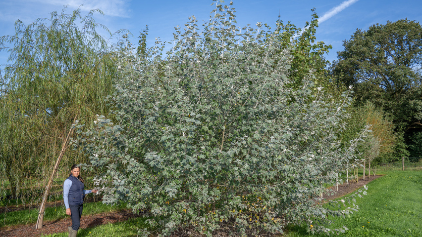 Populus alba 'Nivea' meerstammig