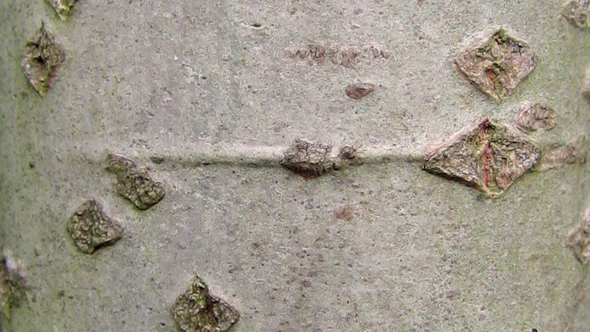 Populus alba 'Raket' bast