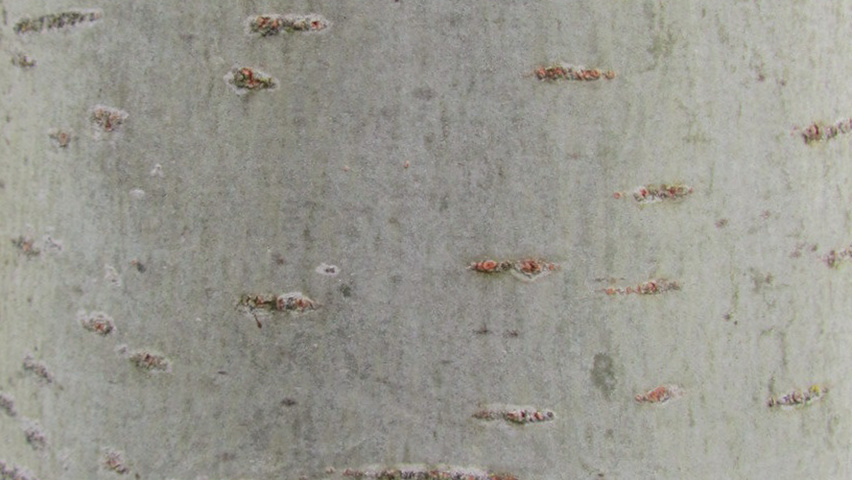 Populus alba 'Raket' bast